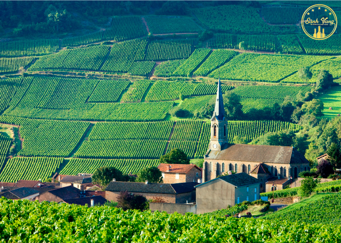 Tìm hiểu về rượu vang Burgundy danh tiếng nước Pháp rượu vang Burgundy