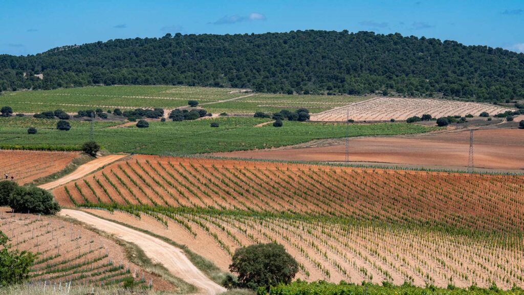 Rượu vang Tây Ban Nha DO Almansa của Finca Fella cho nhà hàng Vườn nho Finca Fella trên cao nguyên Almansa, Tây Ban Nha